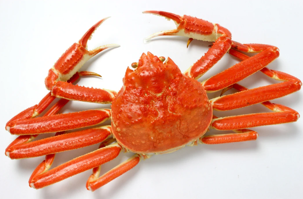 Snow Crab Whole 400-600 2.png