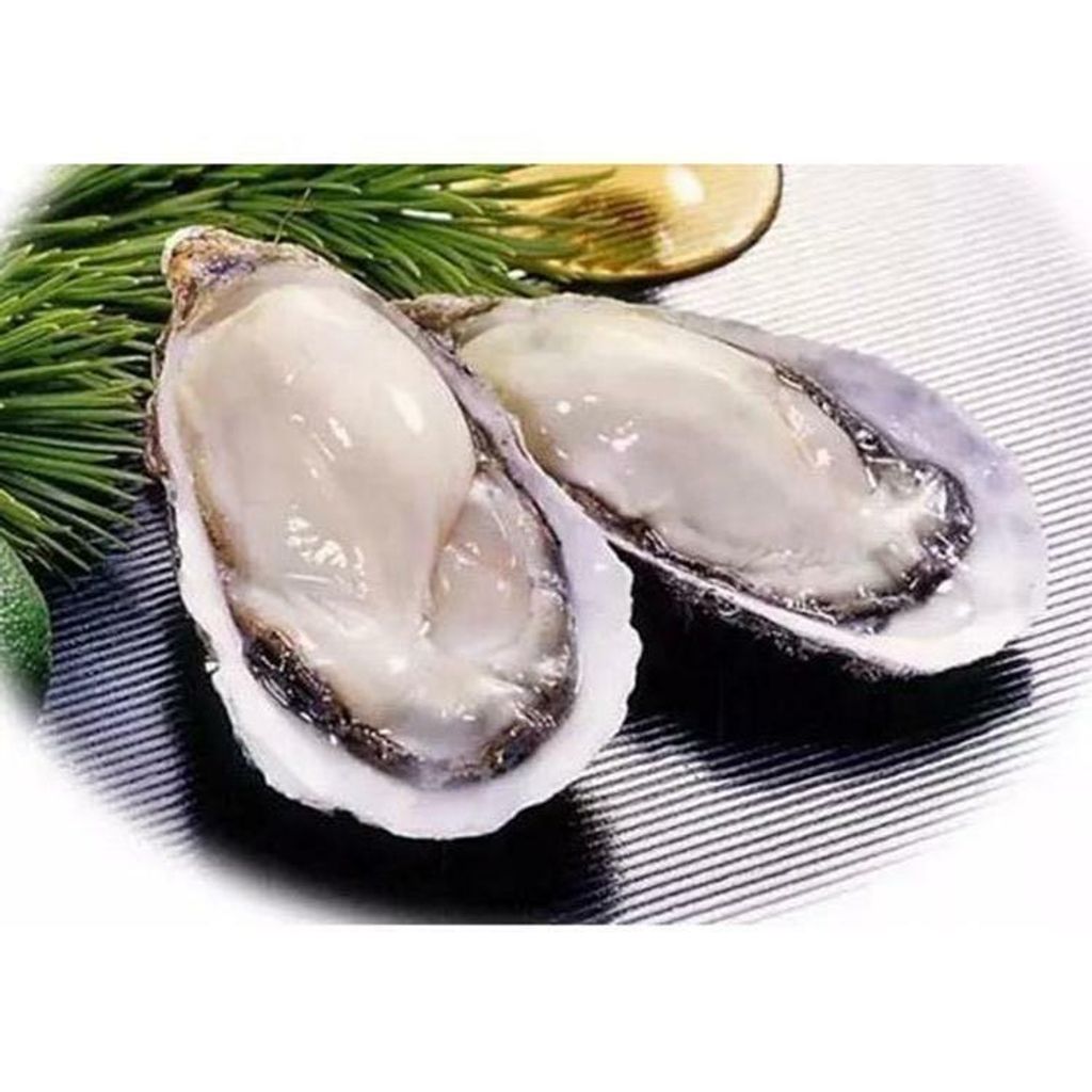 Oyster Japan Murotsu Sashimi Grade (XS) 2