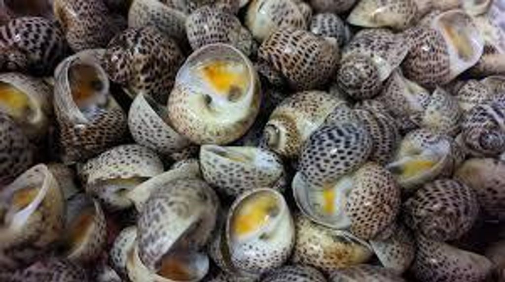 Siput Bunga 50-80 2