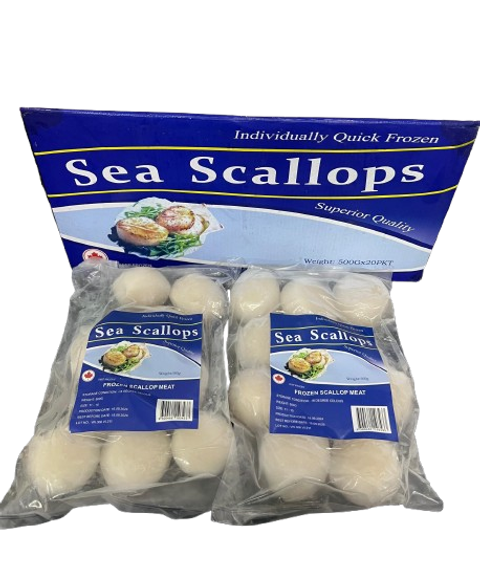 Scallop Meat Canada 11-15 1
