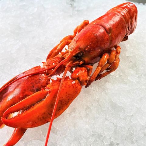 Frozen-USA-Canada-Lobster-Head-on-Cooked-350g-Unpack-Zoom
