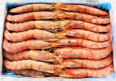 Argentina Red Shrimp 20-30 (2kg per pkt) 2