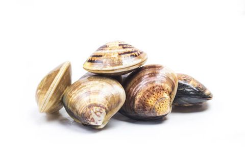 Surf Clam 16_20 3