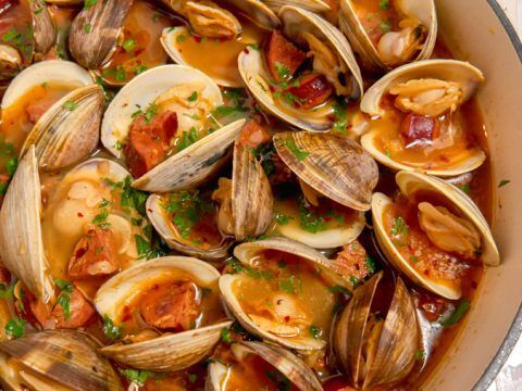 Surf Clam 16_20 2