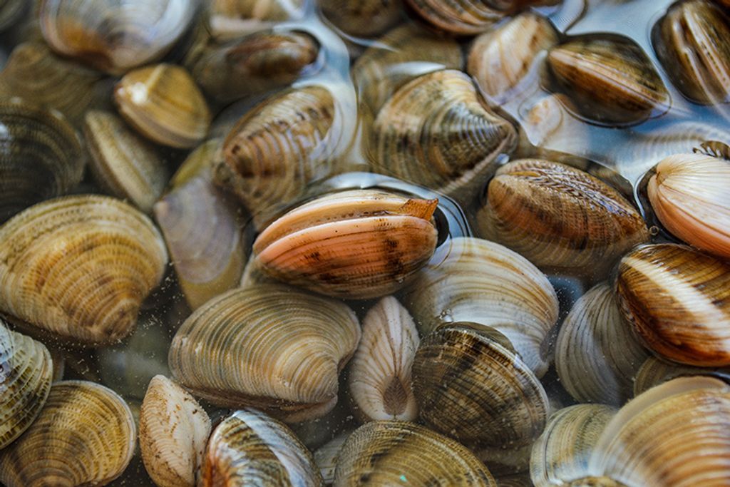 Surf Clam 16_20 4