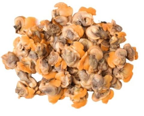 Kerang Meat IQF 2