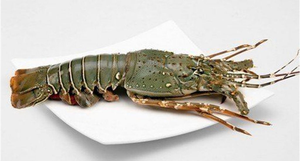 Frozen Green Lobster 0.3-0.4 1