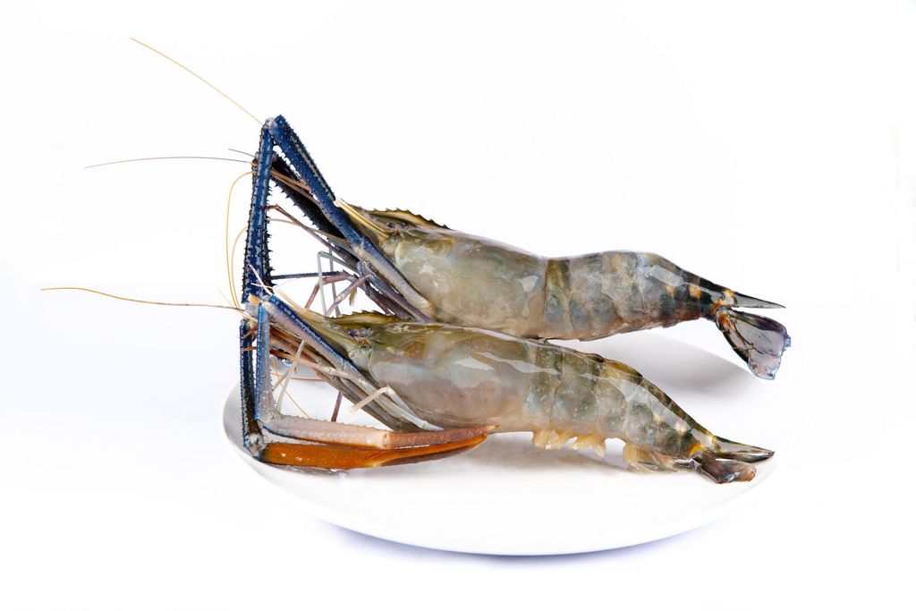 Udang Galah  Water Prawn Head On U15 (11-15) 1