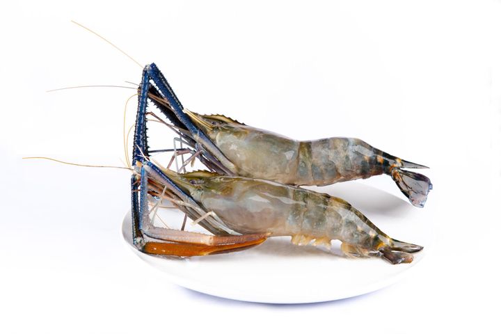 Udang Galah  Water Prawn Head On U15 (11-15) 1