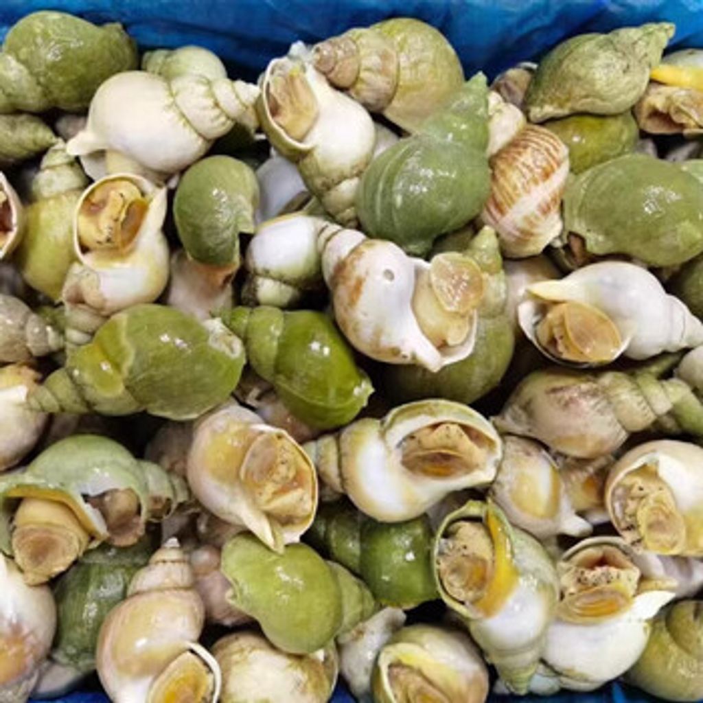Frozen Siput Laut Hijau (Jade Whelk) 1