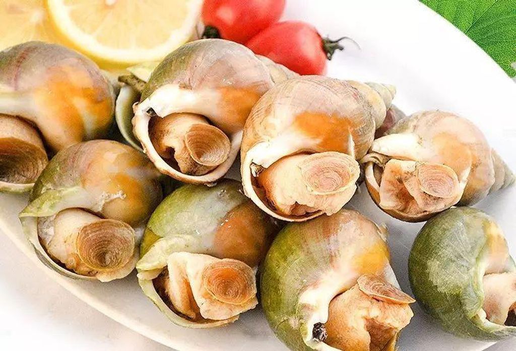 Frozen Siput Laut Hijau (Jade Whelk) 3