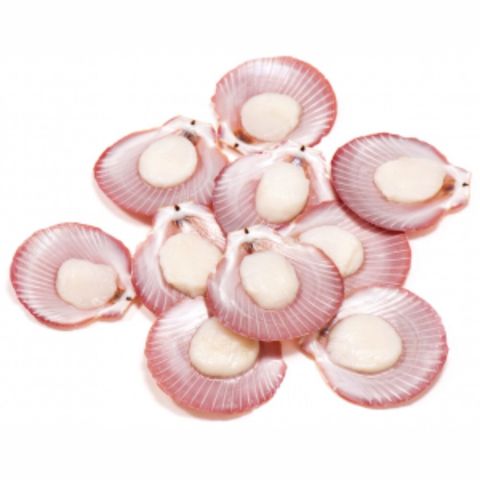 Pink Scallop Half Shell 50-60 (Vacuum Pack]