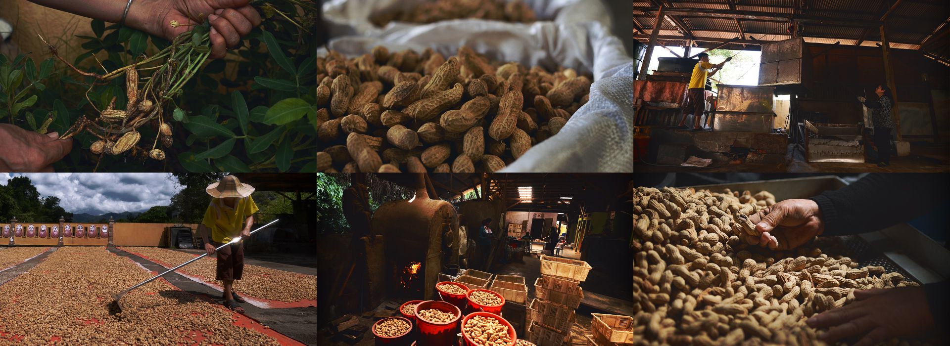 Sinn Loong Foodstuff Traders | Sinn Loong’s Nutty Process