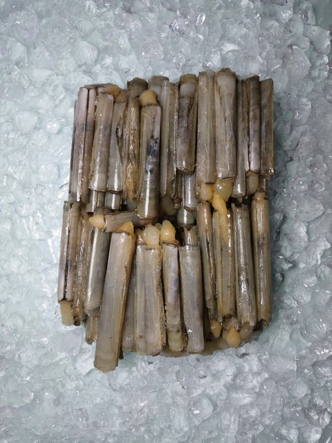 Bamboo Clam .jpg