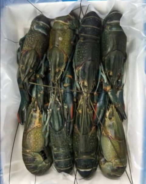 Baby Lobster 1320.jpg