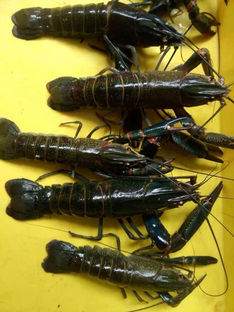 Baby Lobster .jpg