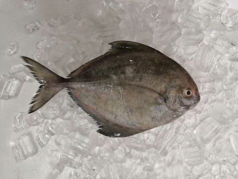IMG_20200527_141039.jpg