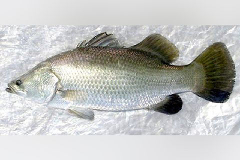 asian-sea-bass-closer-view.jpg