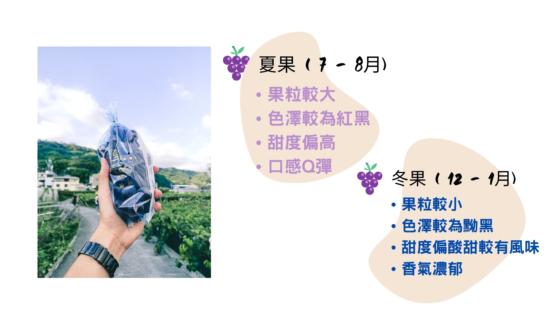 巨峰葡萄介紹 巨峰葡萄介紹