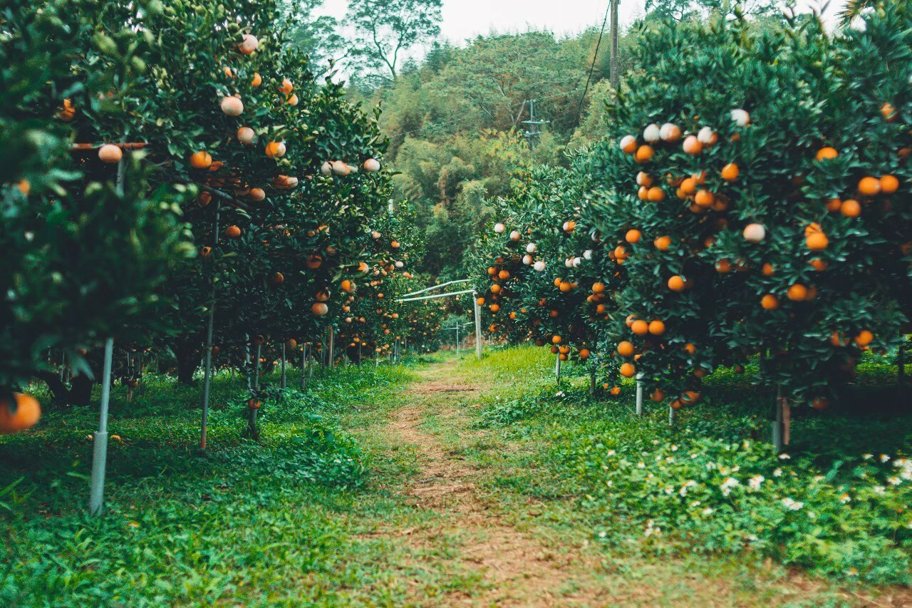 1229 茂谷柑果園環境_210421_2.jpg