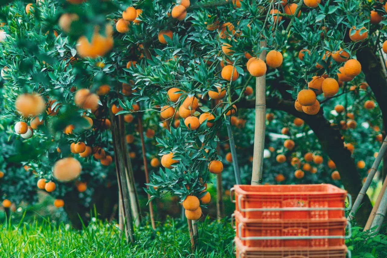 1229 茂谷柑果園環境_210421.jpg