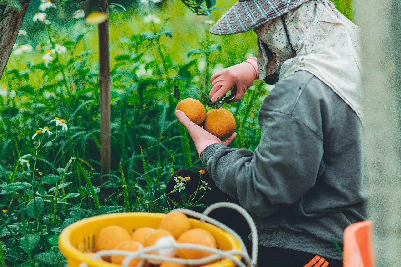 1229 茂谷柑果園環境_210421_1.jpg