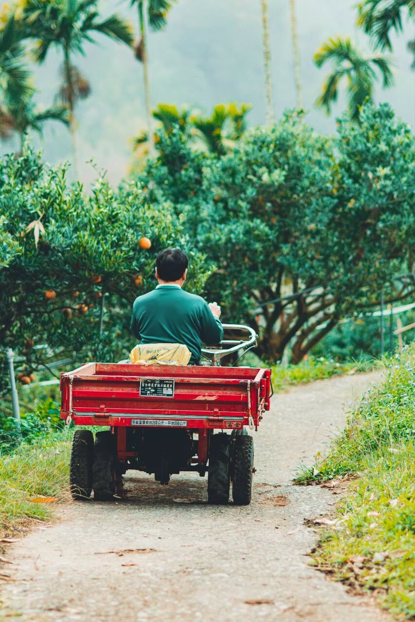 1229 茂谷柑果園環境_210421_0.jpg
