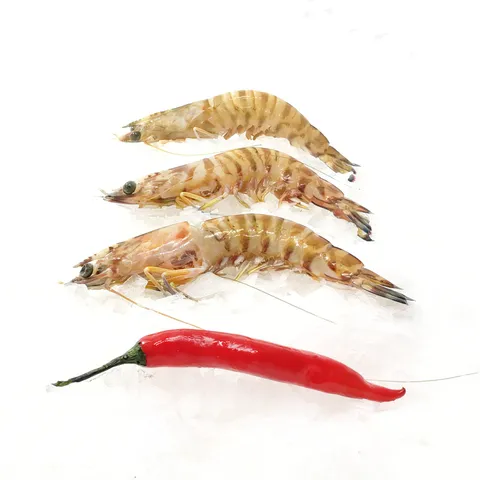 udang tiger kuning (1).jpg