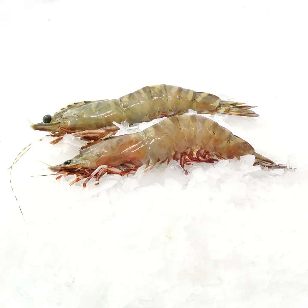 udang tiger hitam (2).jpg