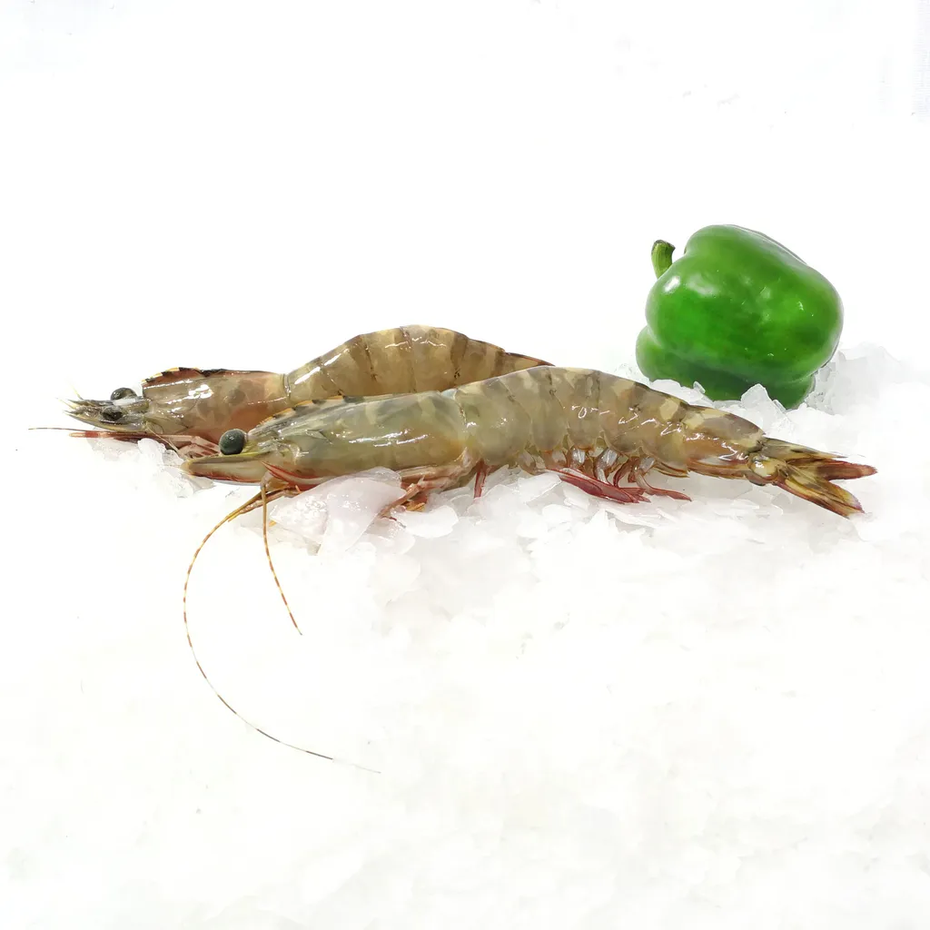 udang tiger hitam (11).jpg
