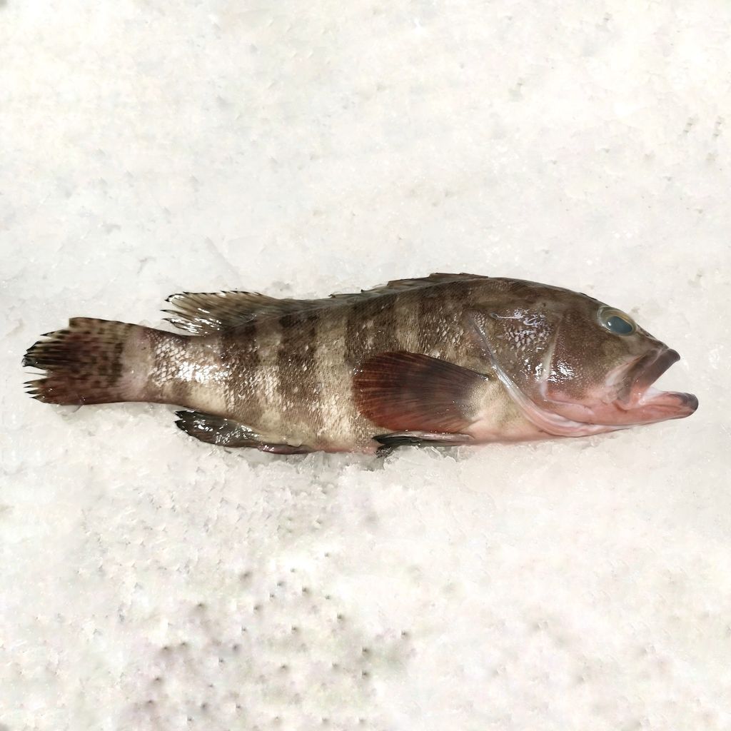 Chinese grouper fish in Singapore Fish