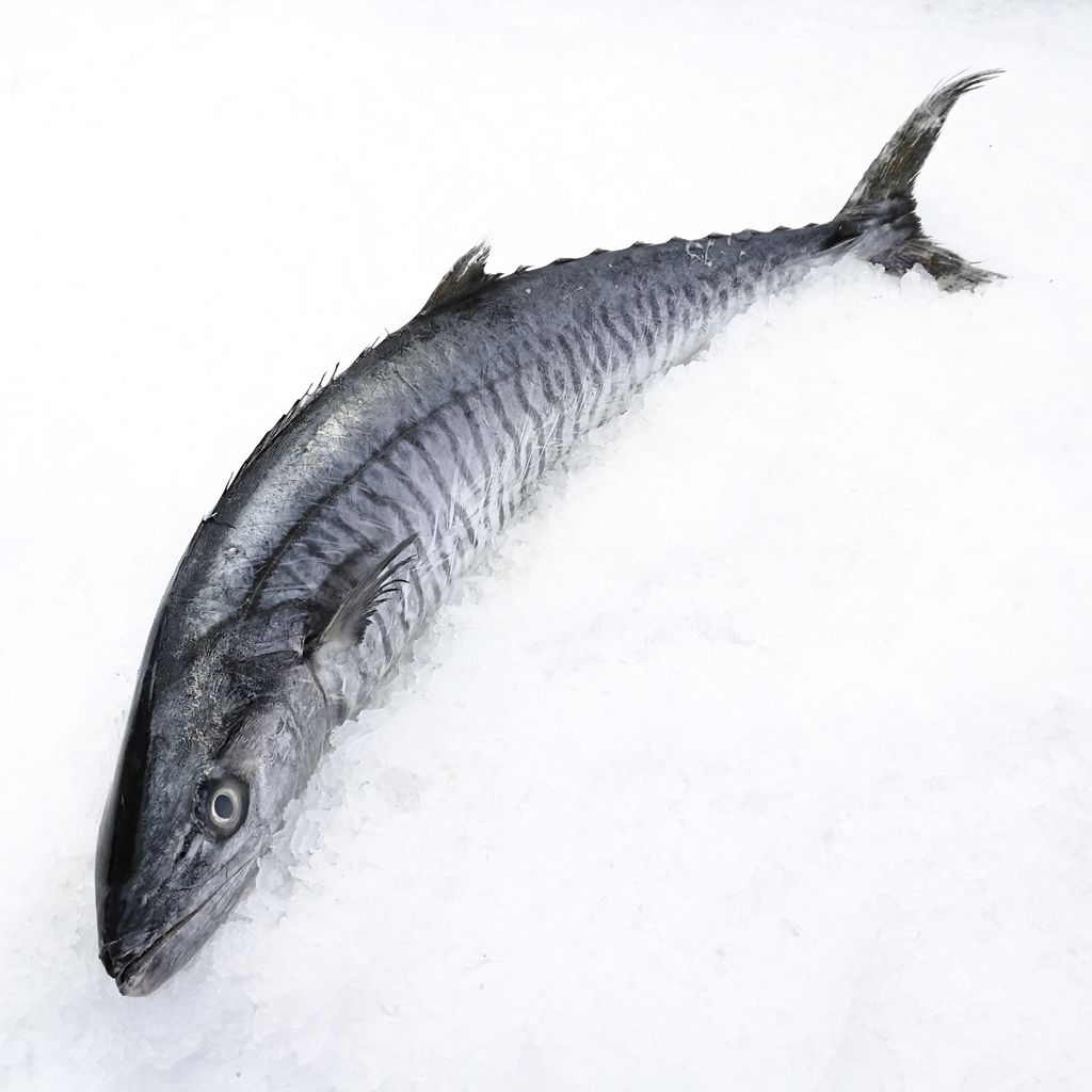 tenggiri-batang-spanish-mackerel-fish-for-it