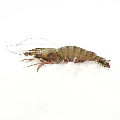 udang tiger hitam King (5).jpg