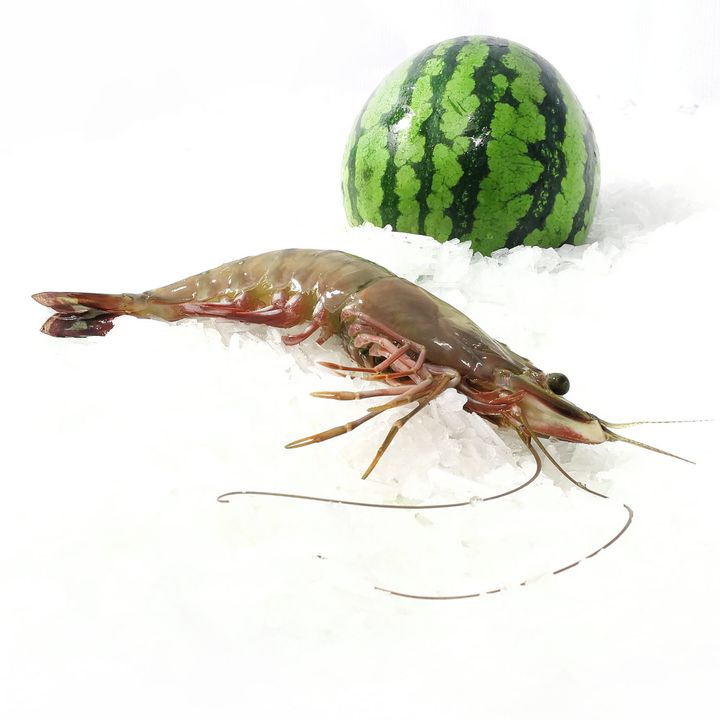 udang tiger hitam King (23).jpg