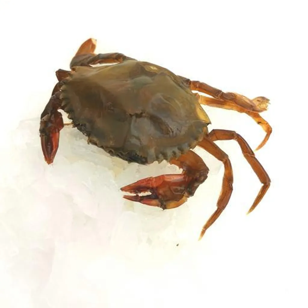 SoftShellCrabs712bf3.jpg