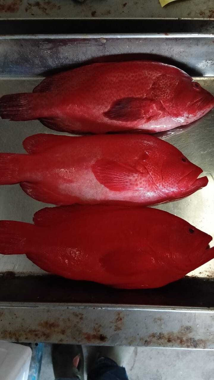 kuacimerah
