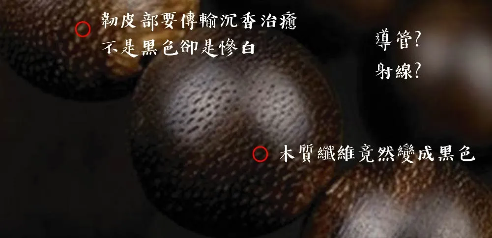 高拋假沉香