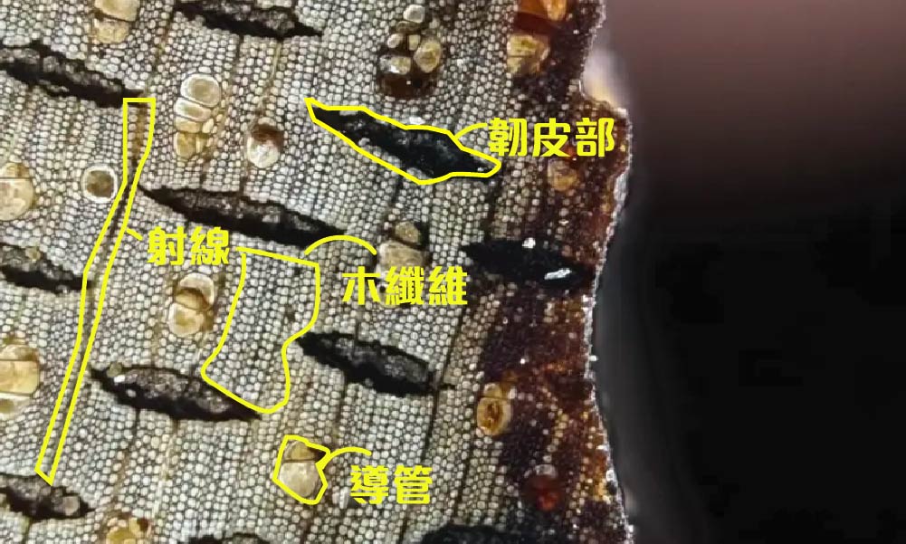 沉香顯微鏡下觀察