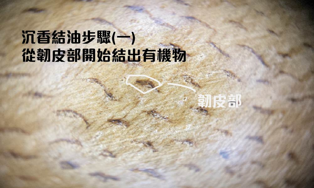 結油步驟 (1)