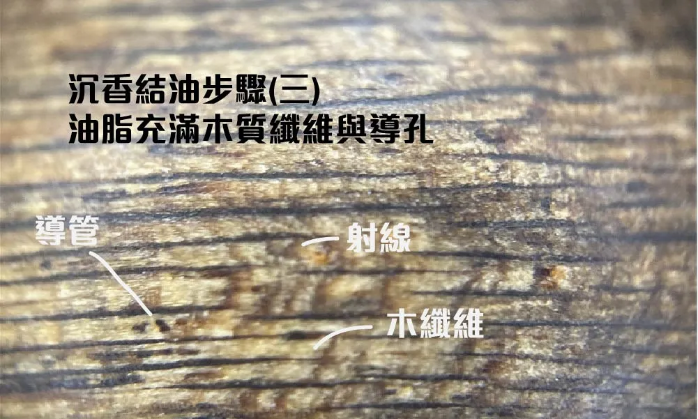 結油步驟 (3)