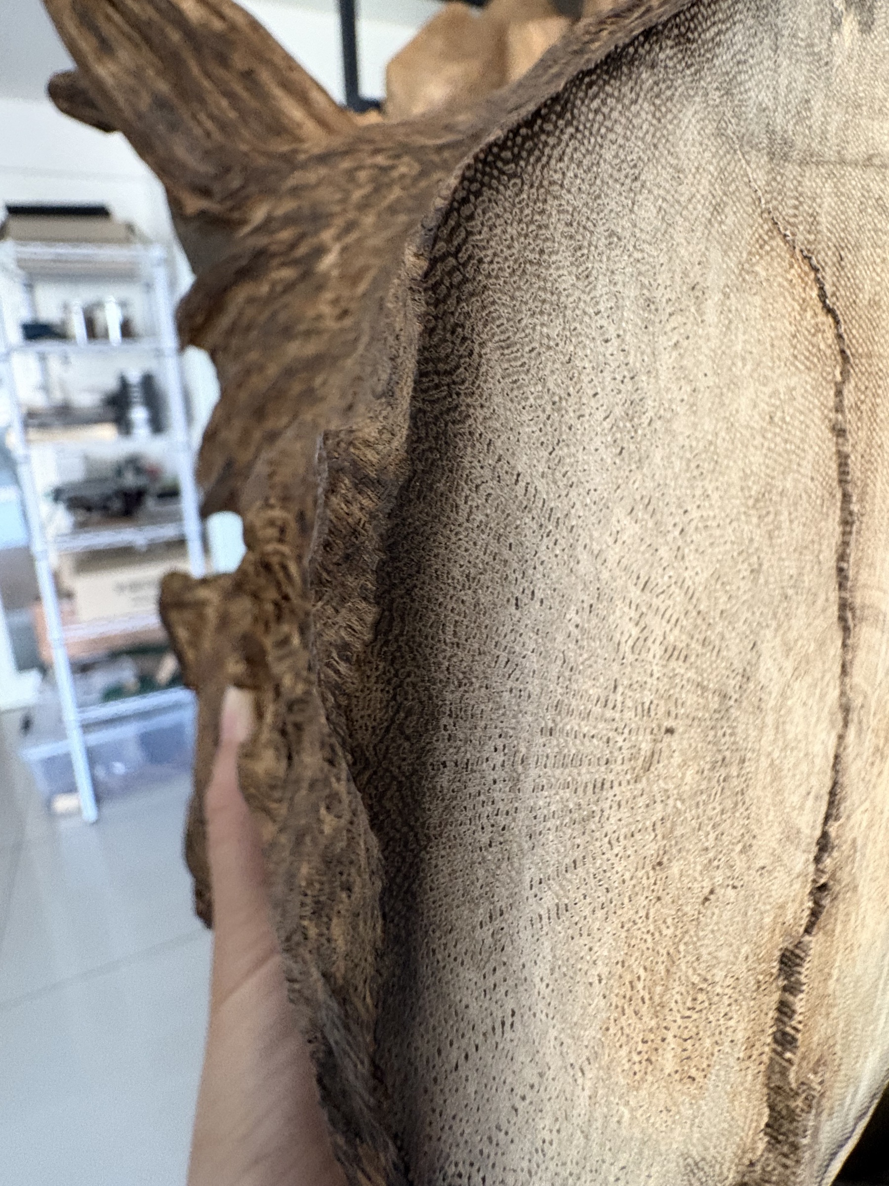 image_0DE4AE75-2093-4E00-AF00-310406B3A7FF_1773812888