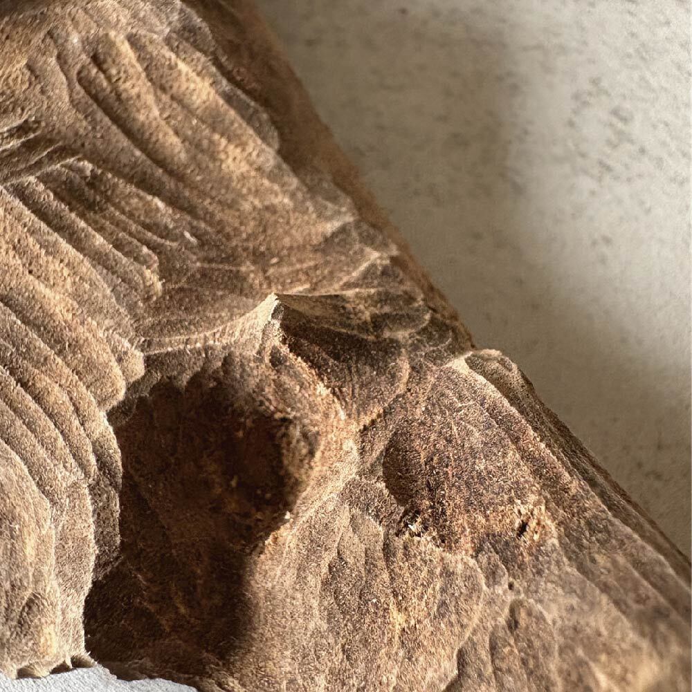 板頭重油加里曼丹-04