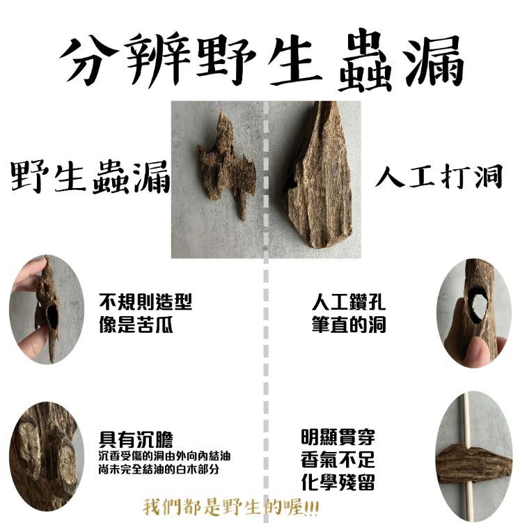 蟻漏加里曼丹-07