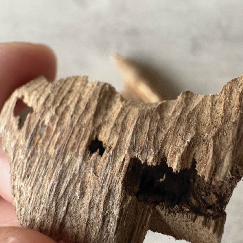 蟻漏加里曼丹-05