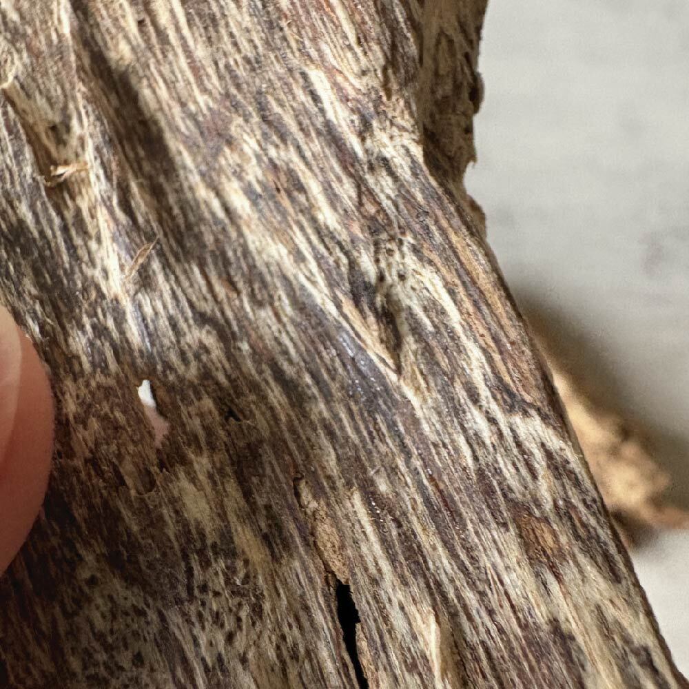 蟻漏加里曼丹-03