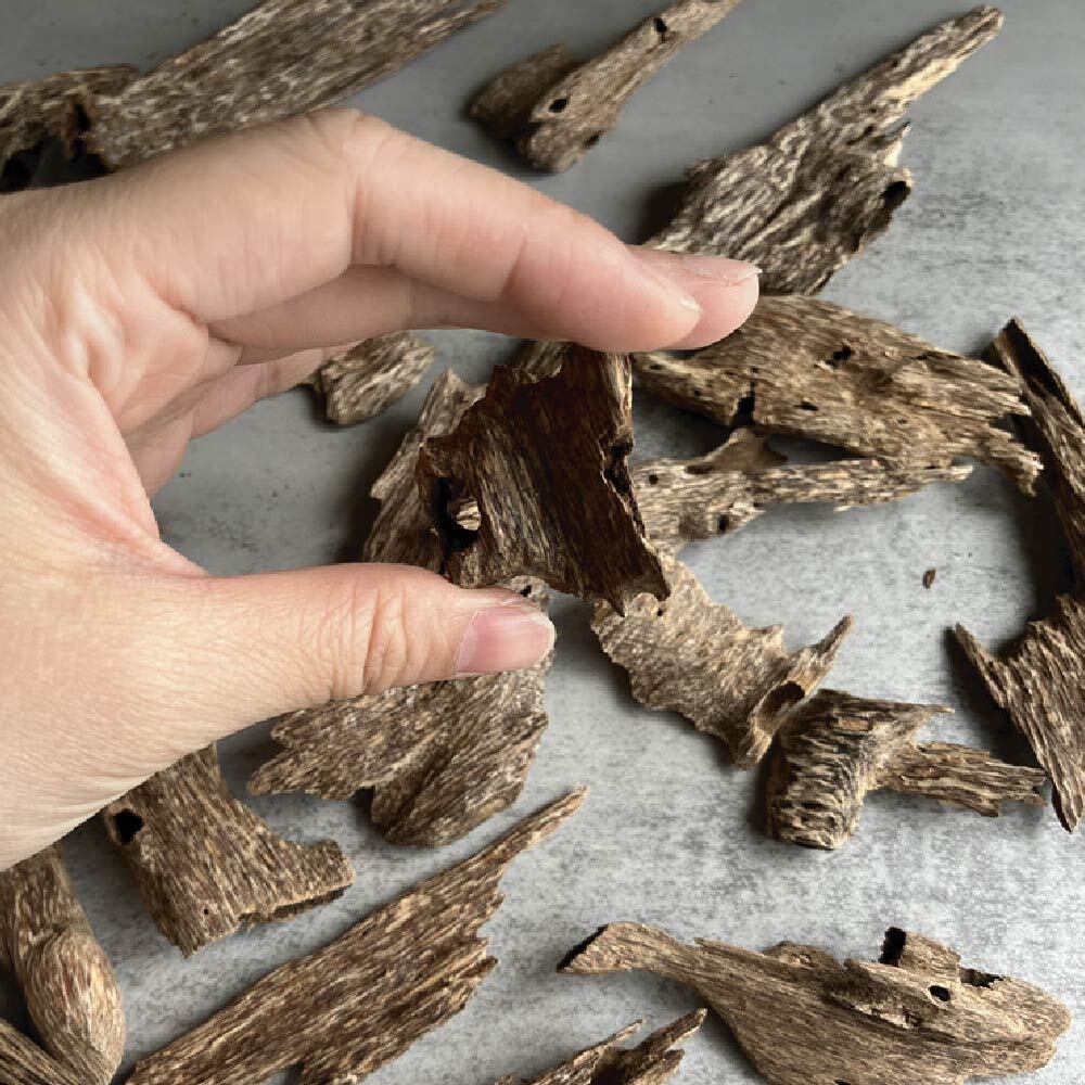 蟻漏加里曼丹-02