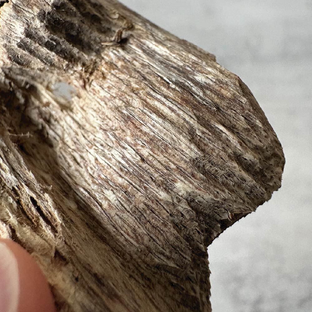 蟻漏加里曼丹-04