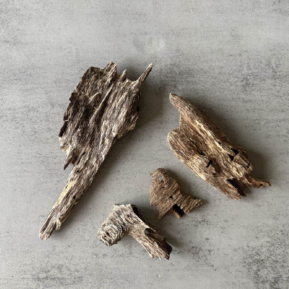 蟻漏加里曼丹-01