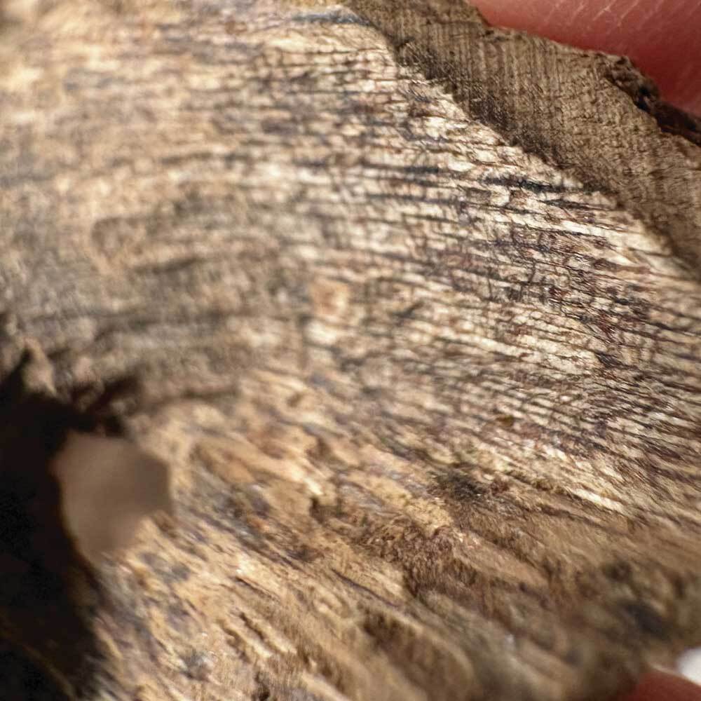 達拉甘九分沉-03