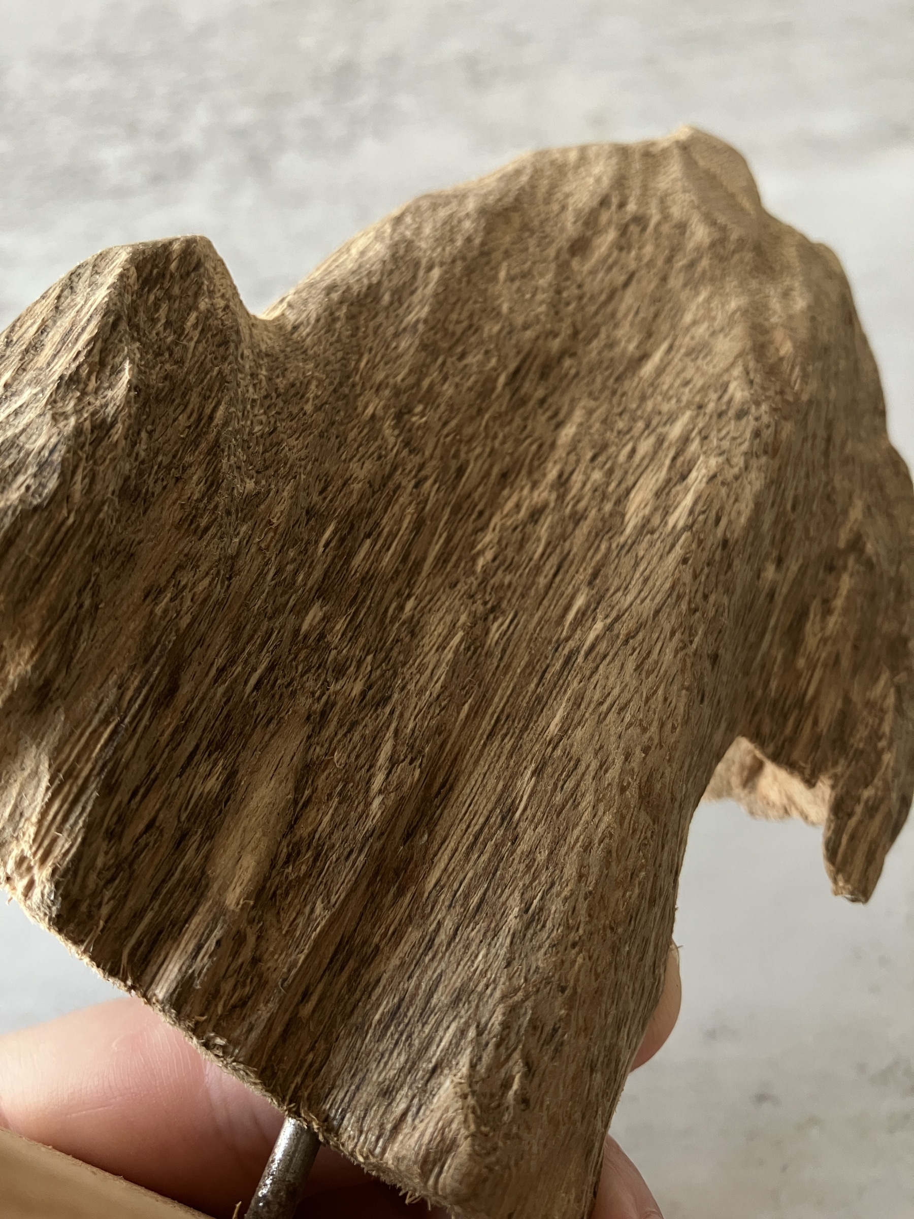 image_F02FB917-94CC-416D-A3F9-60CC8F8E9CFF_1751273962